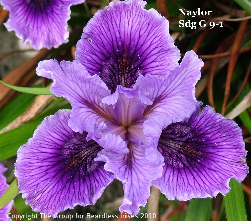 Naylor Sdg G 9-1 (4)